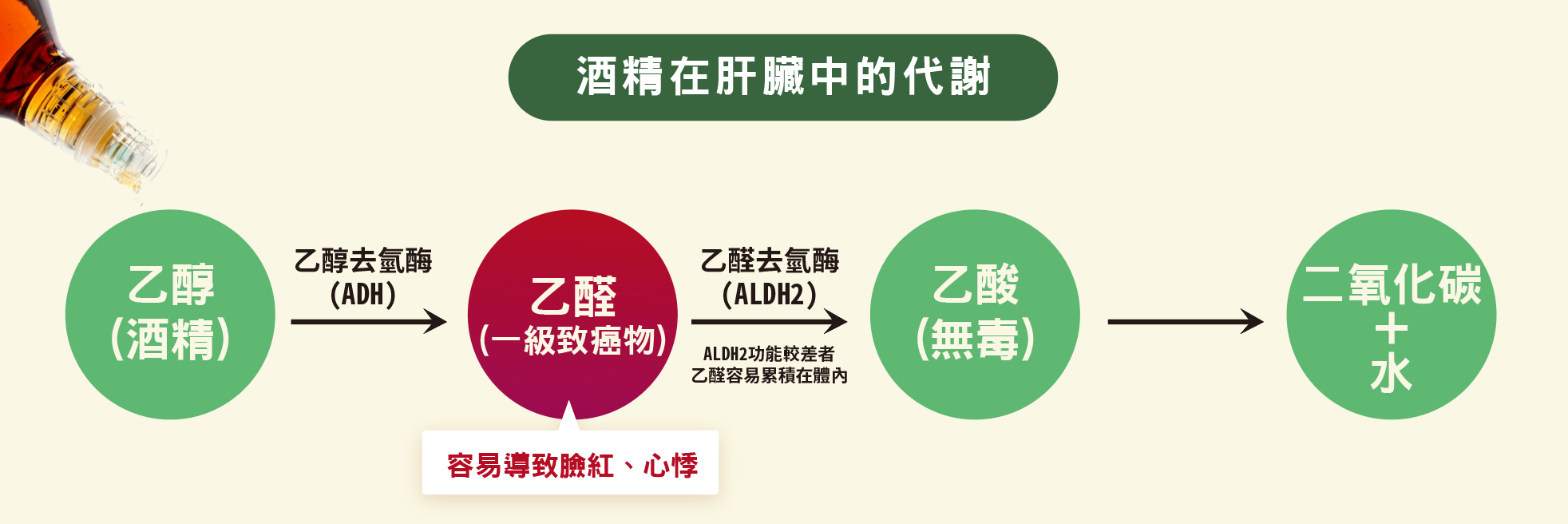 酒精在肝臟中的代謝